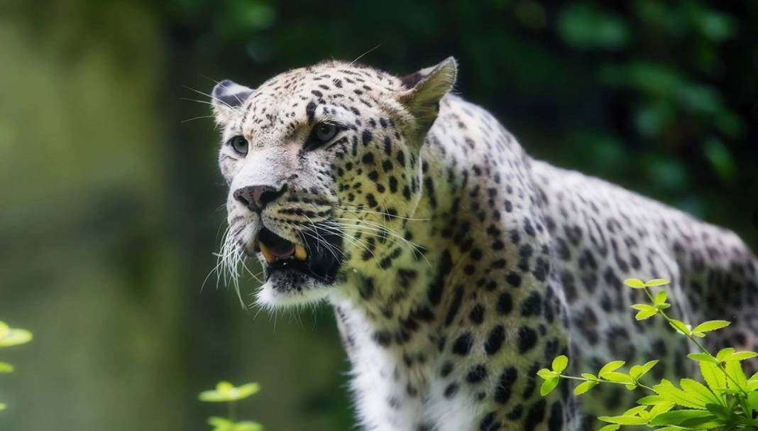 Anadolu Parsını avlayanlar yandı! Cezası 30 milyon lira - Resim: 34